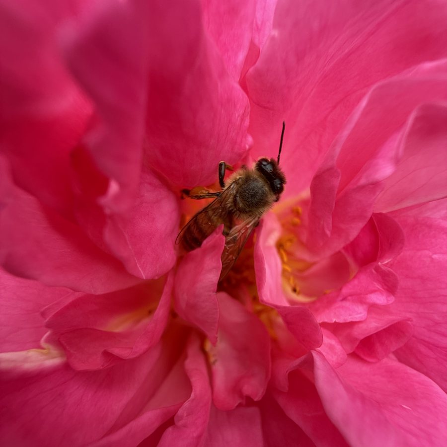 A honeybee working at the center of a bright pink rose in full bloom